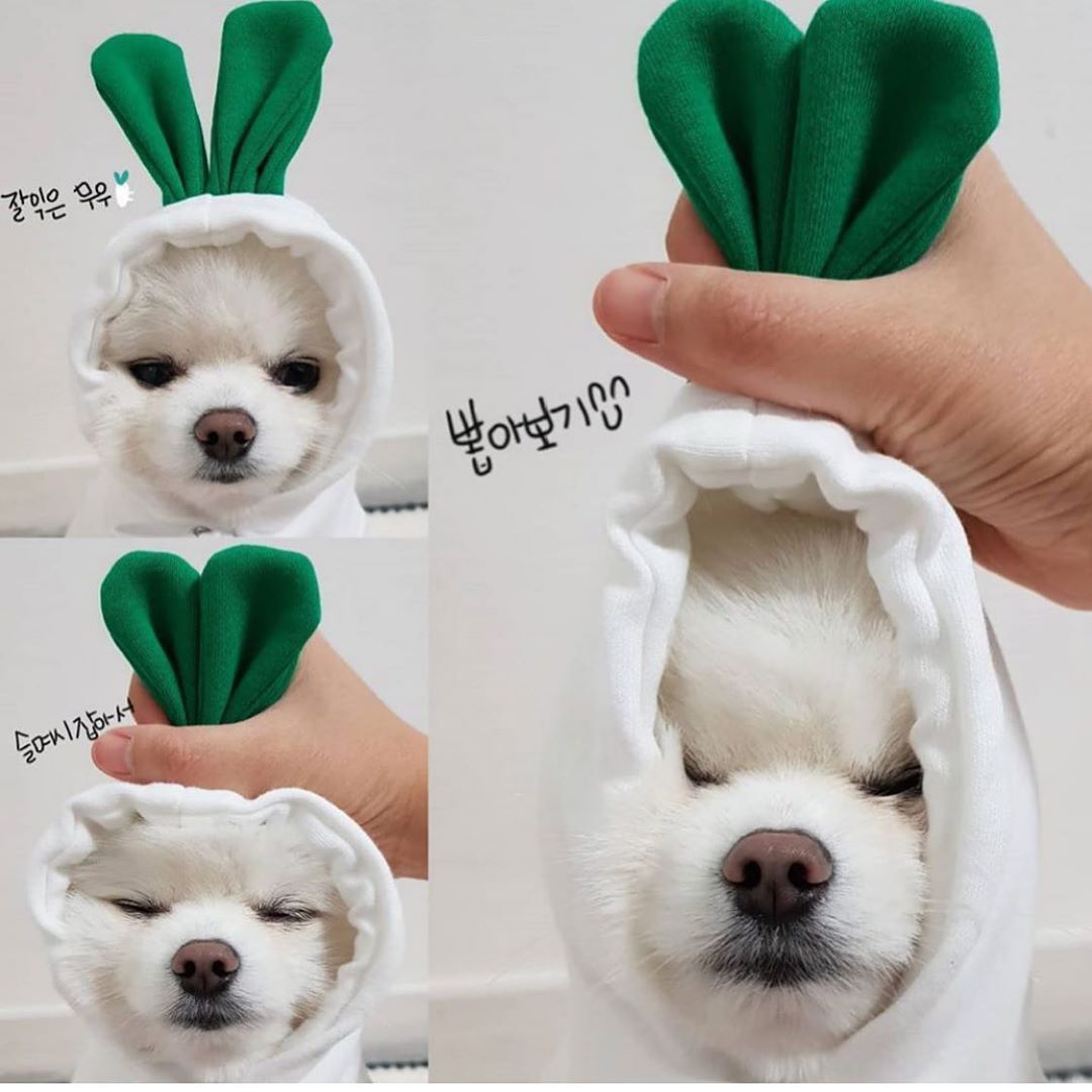 Cute Fruit Dog Clothes For Small Dogs Hoodies Winter Warm Fleece Pet Clothing