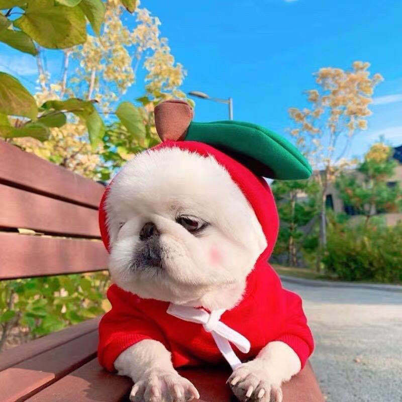 Cute Fruit Dog Clothes For Small Dogs Hoodies Winter Warm Fleece Pet Clothing