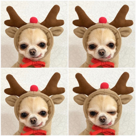 Cute Fruit Dog Clothes For Small Dogs Hoodies Winter Warm Fleece Pet Clothing